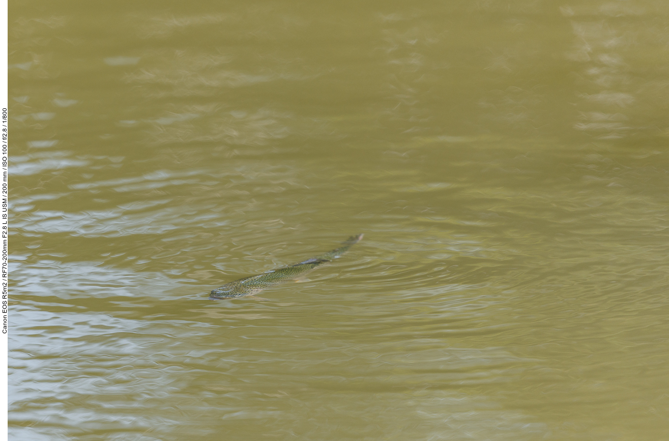 Gefährlicher Hai ;-)