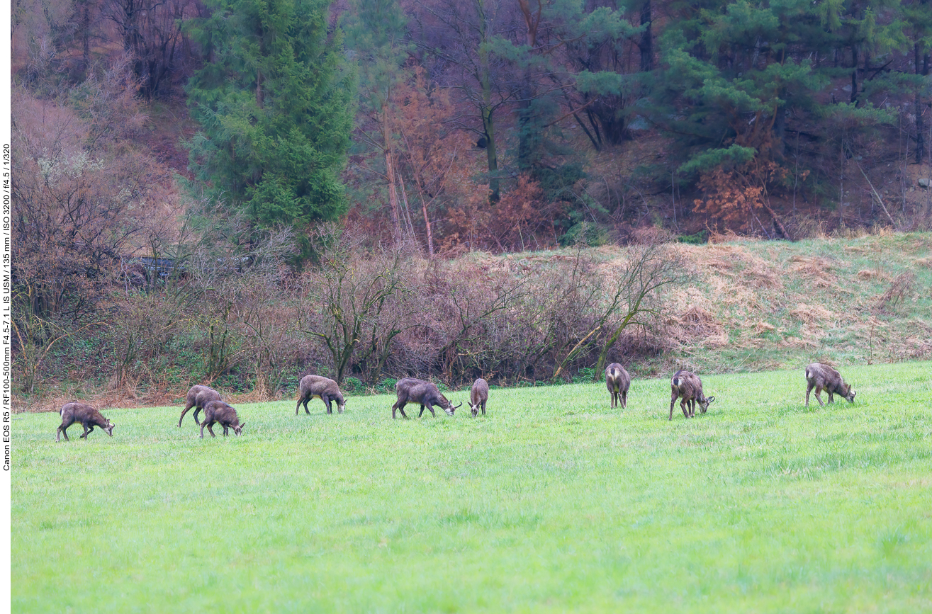 Während der Hinfahrt, trafen wir hinter dem Brennerpass auf einen Sprung Gamswild