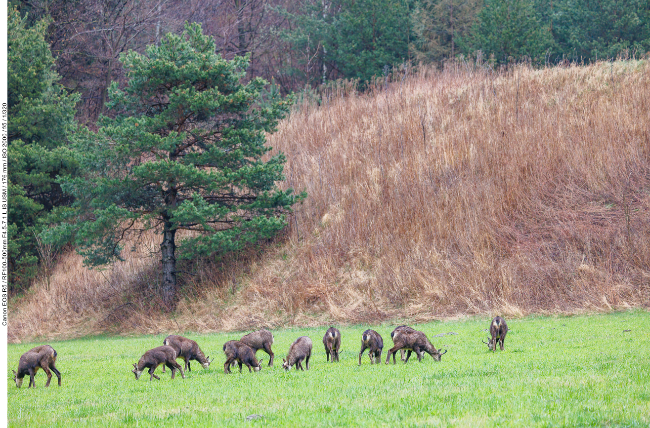 Die Tiere ließen sich von uns nicht stören ...