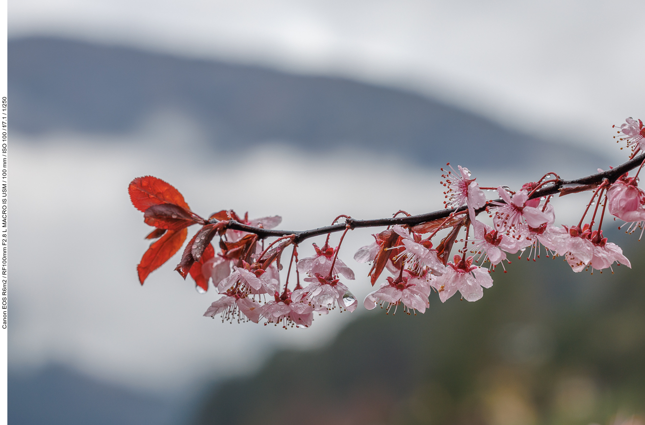 Kirschpflaume [Prunus cerasifera]