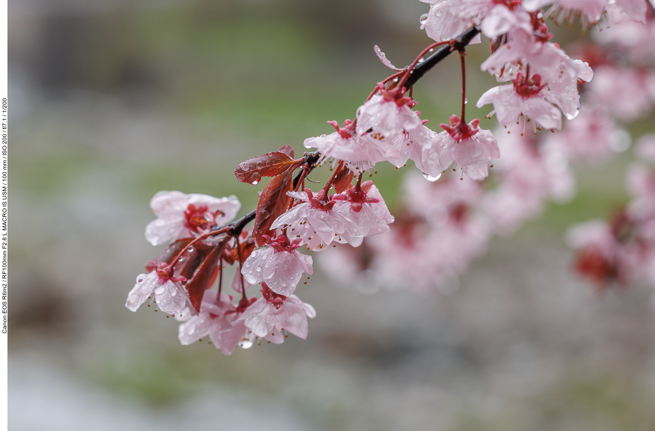 Kirschpflaume [Prunus cerasifera]