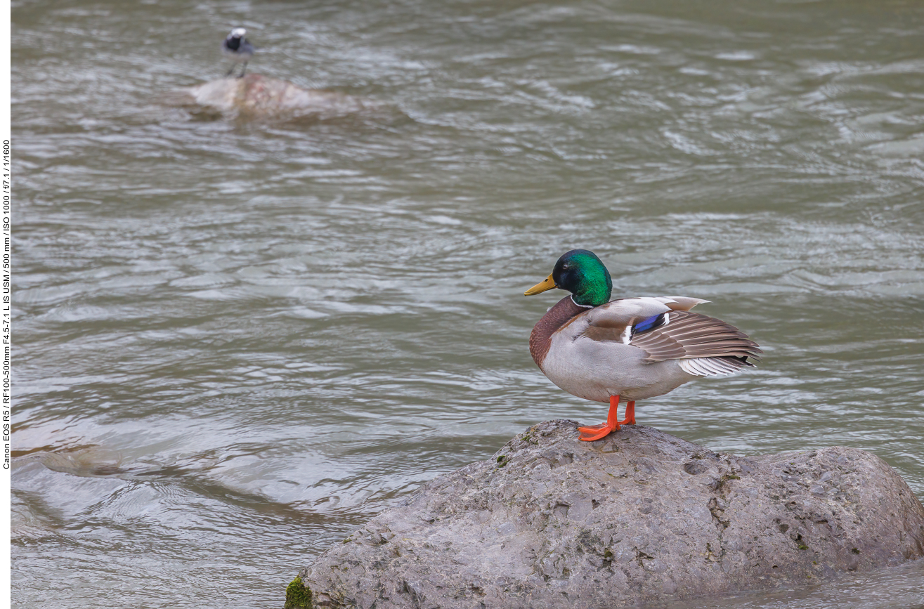 Stockente [Anas platyrhynchos]