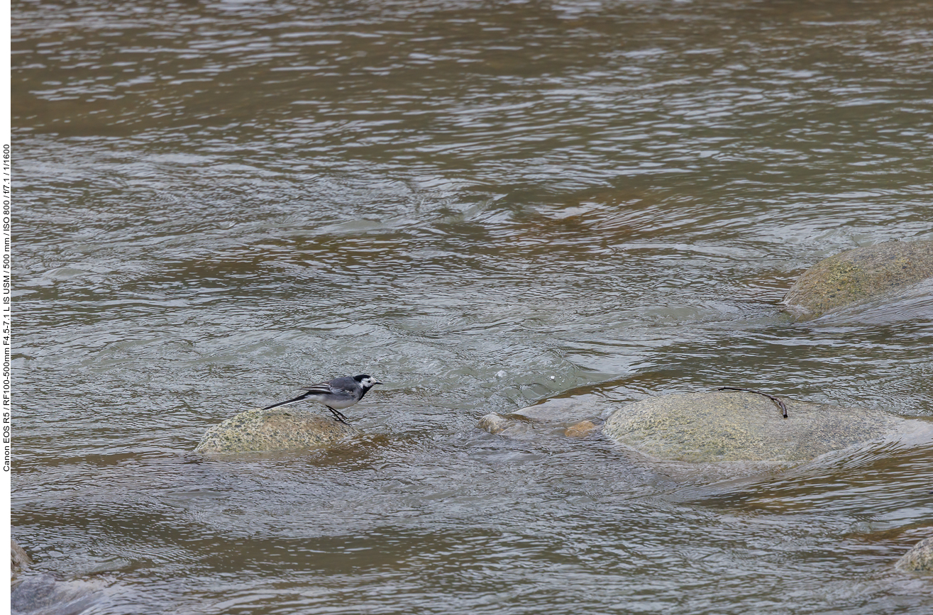 Bachstelze [Motacilla alba] leider sind die Bilder etwas unscharf :-(