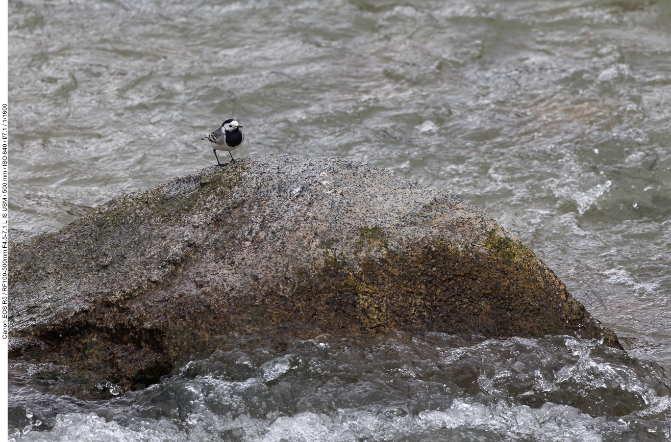 Bachstelze [Motacilla alba]