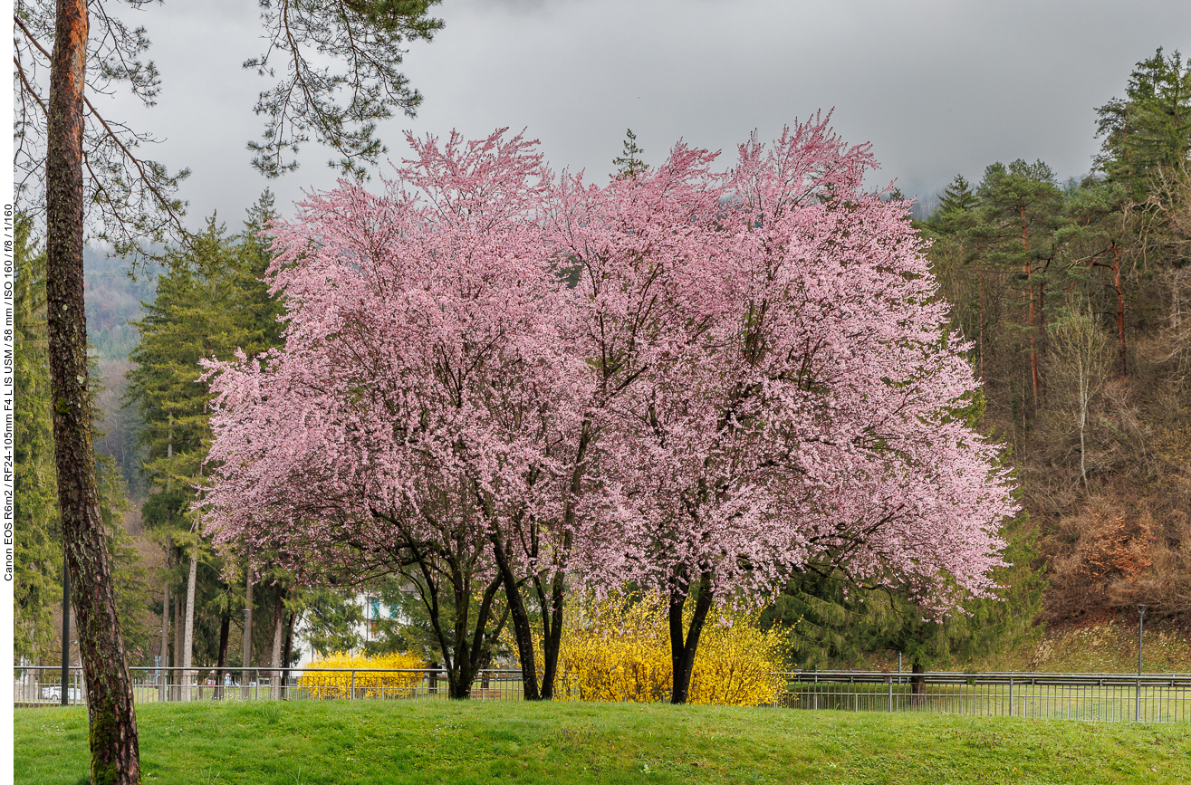 Kirschpflaume [Prunus cerasifera]