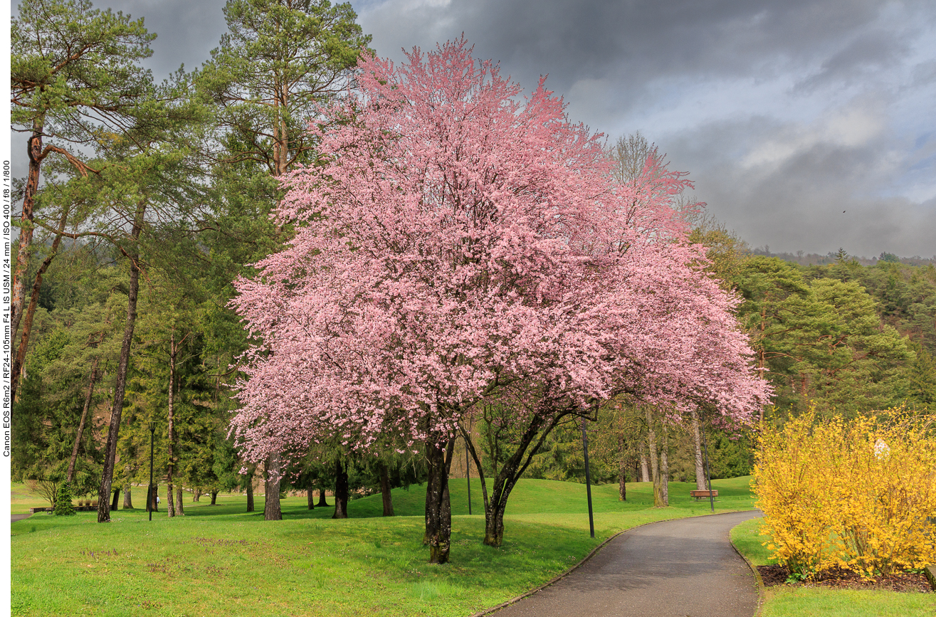 Kirschpflaume [Prunus cerasifera]