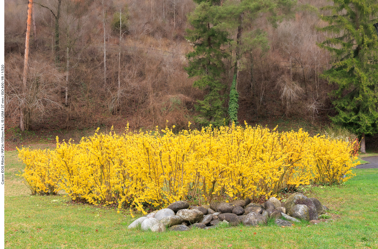 Forsythie [Forsythia intermedia Zabel]