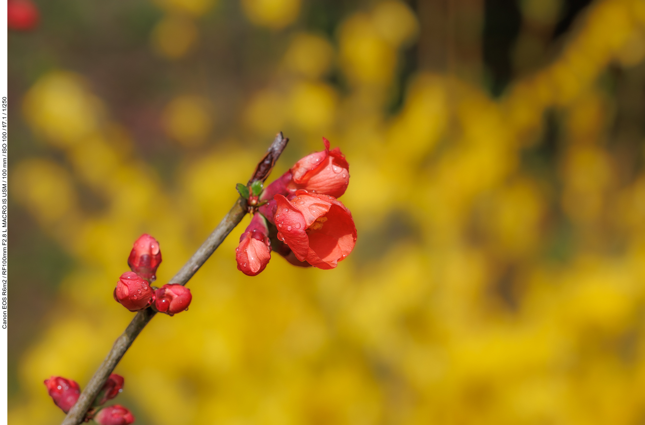 Chinesische Zierquitte [Chaenomeles speciosa (Sweet) Nakai]