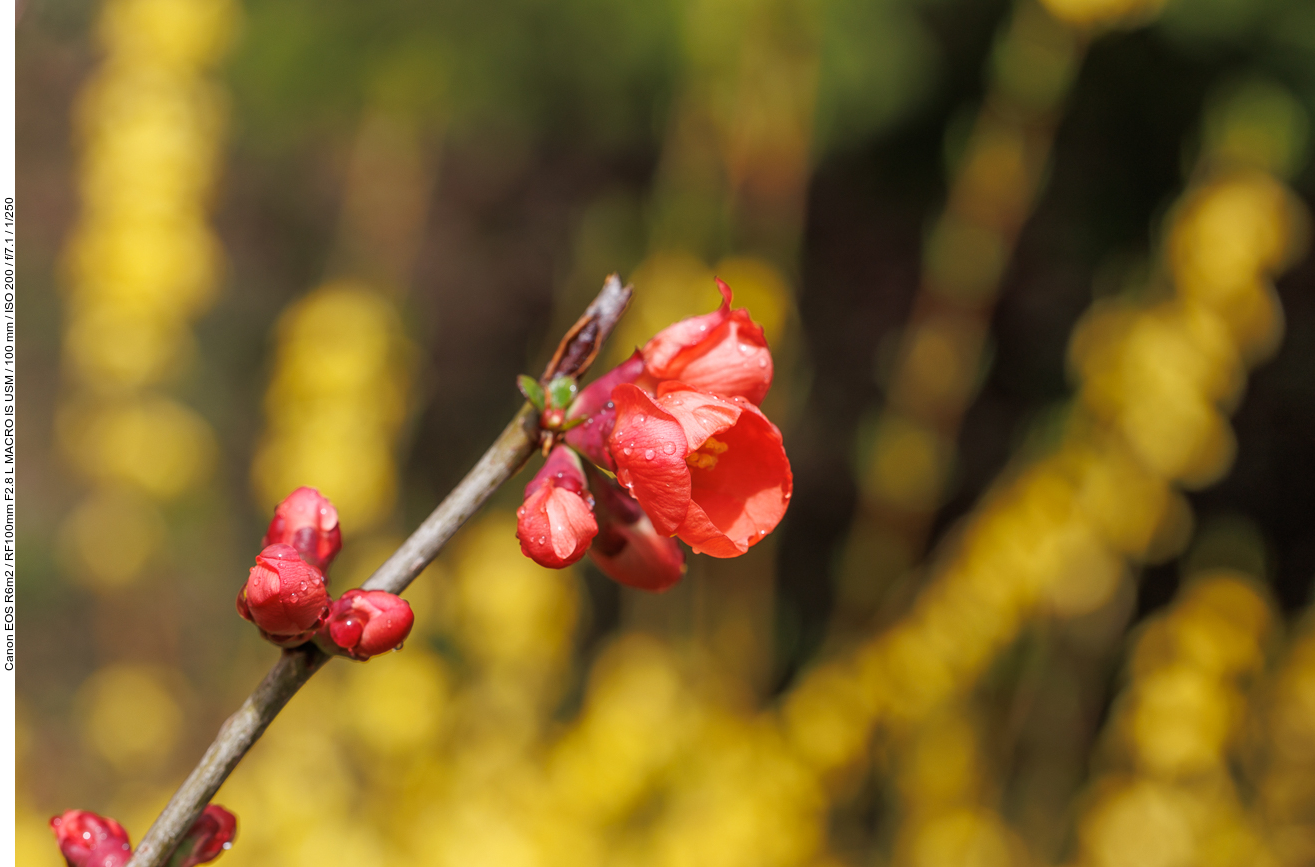 Chinesische Zierquitte [Chaenomeles speciosa (Sweet) Nakai]