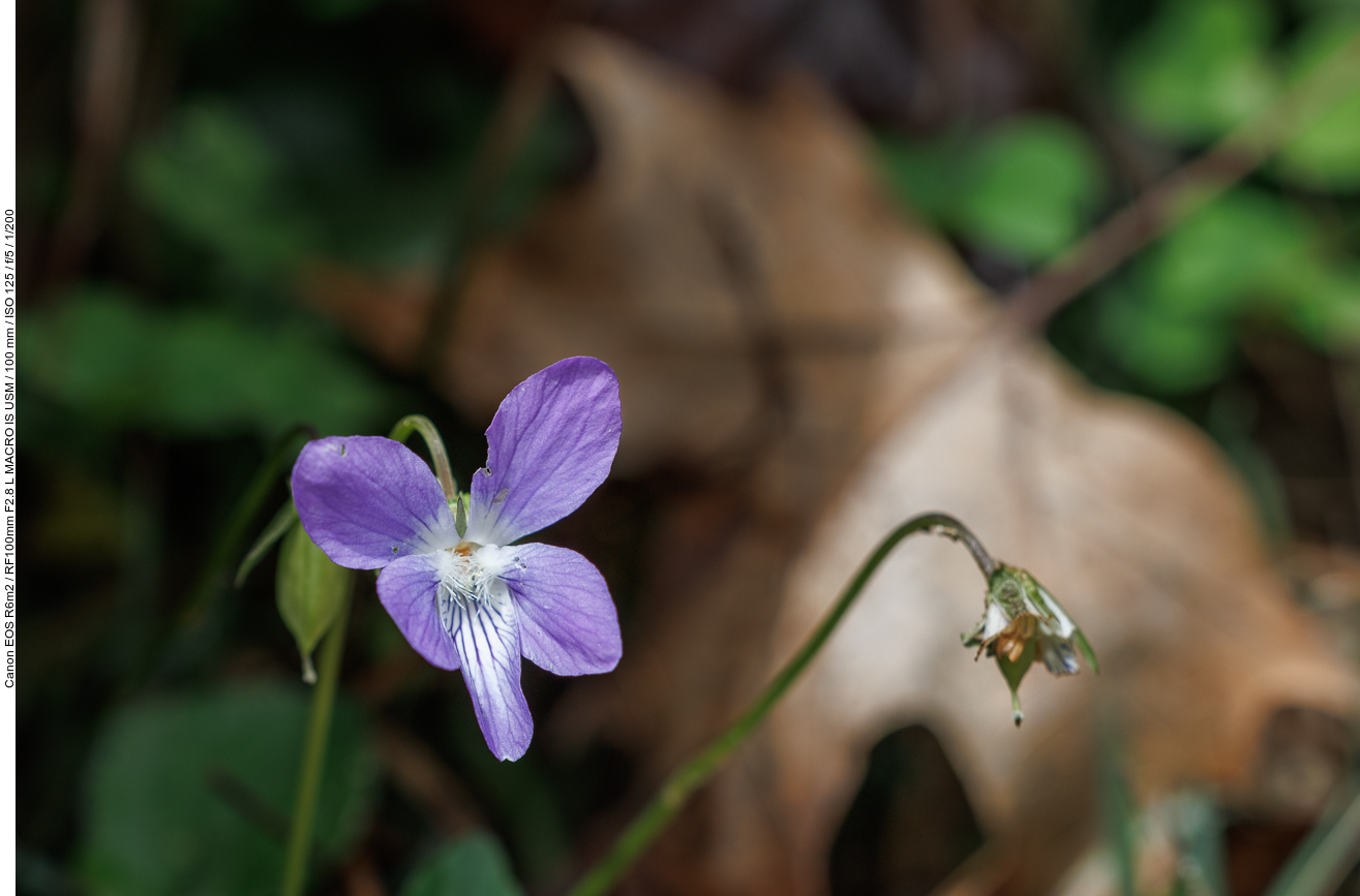 Gewöhnliches Hundsveilchen [Viola canina]