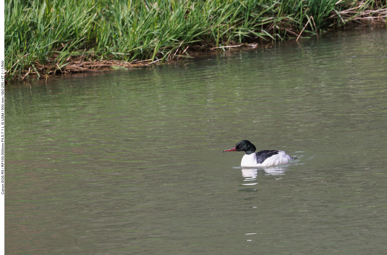 Gänsesäger [Mergus merganser]