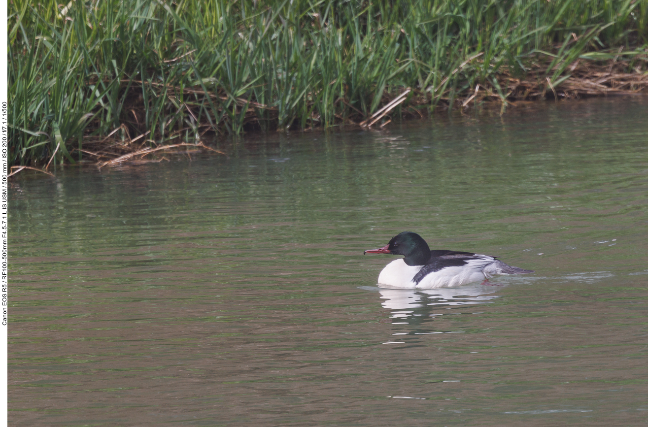 Gänsesäger [Mergus merganser]