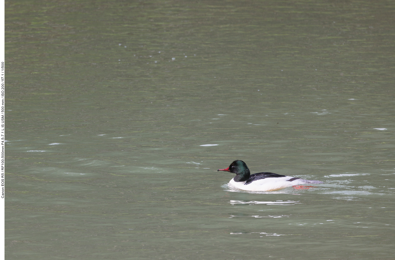 Gänsesäger [Mergus merganser]