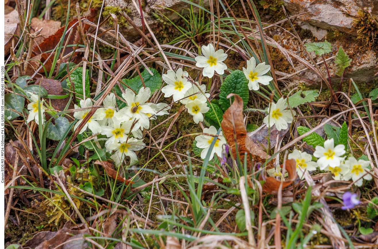 Erdprimel [Primula vulgaris]. Wer findet die Schnecke?