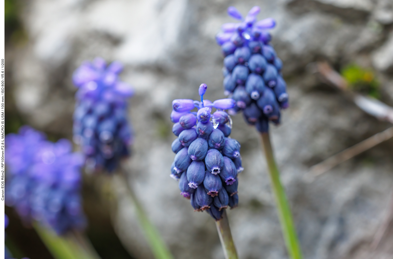 Kleine Traubenhyazinthe [Muscari neglectum]