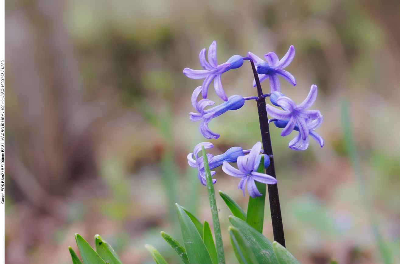 Gemeine Hyazinthe [Hyazinthus orientalis]