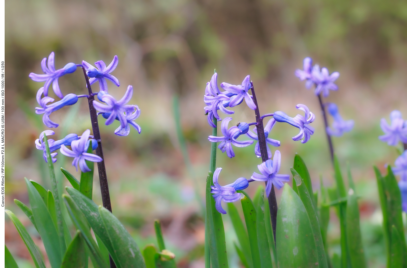 Gemeine Hyazinthe [Hyazinthus orientalis]