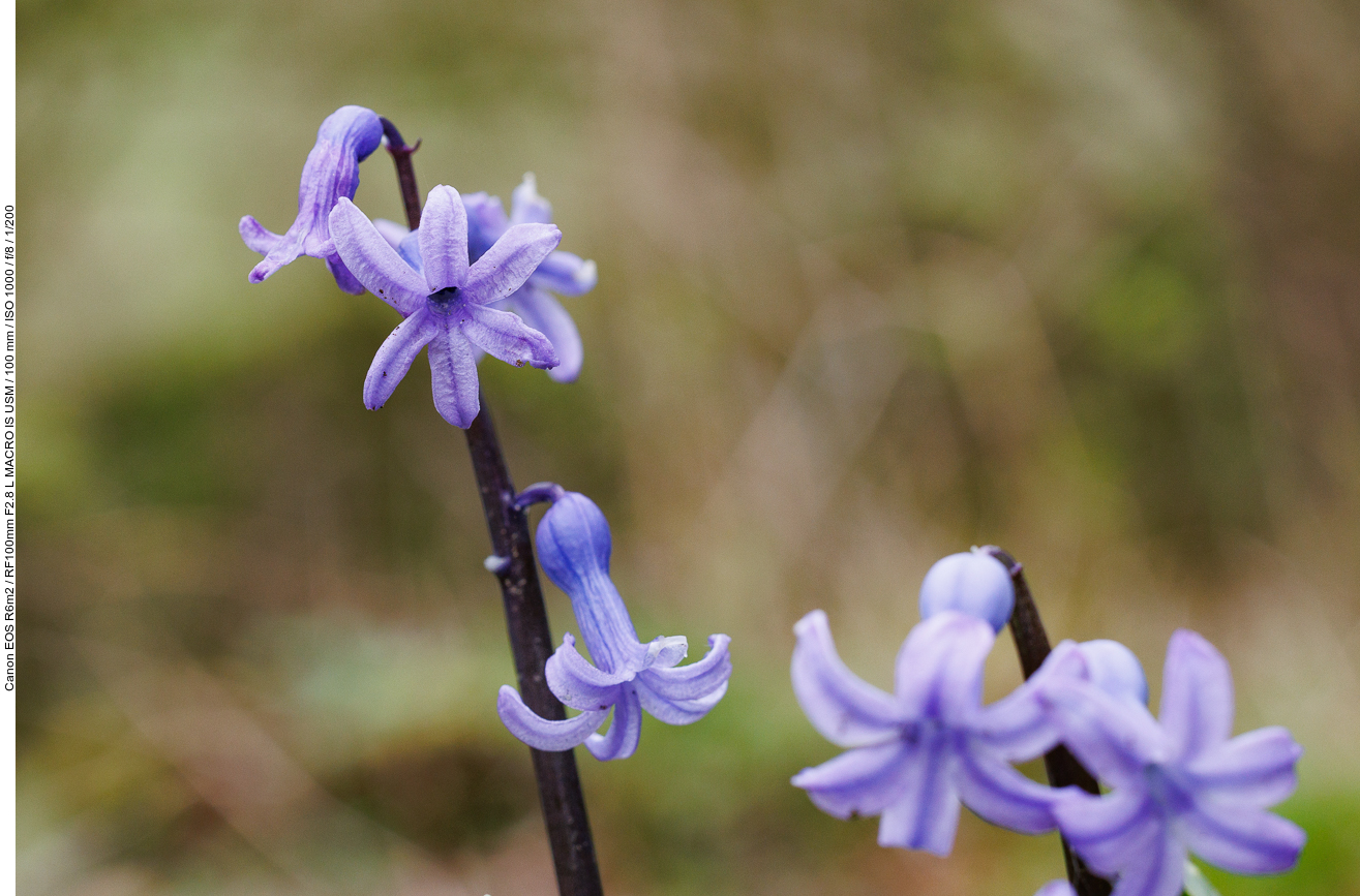 Noch mehr Hyazinthen