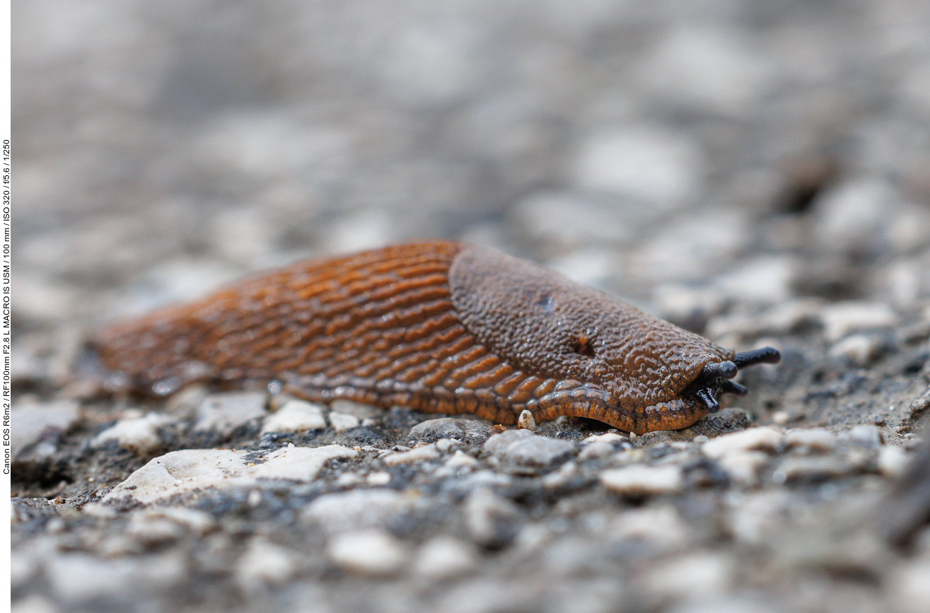 Kleine Nacktschnecke auf dem Weg