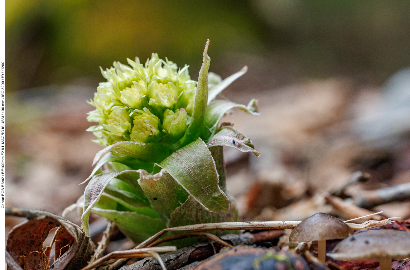 Weiße Pestwurz [Petasites albus]