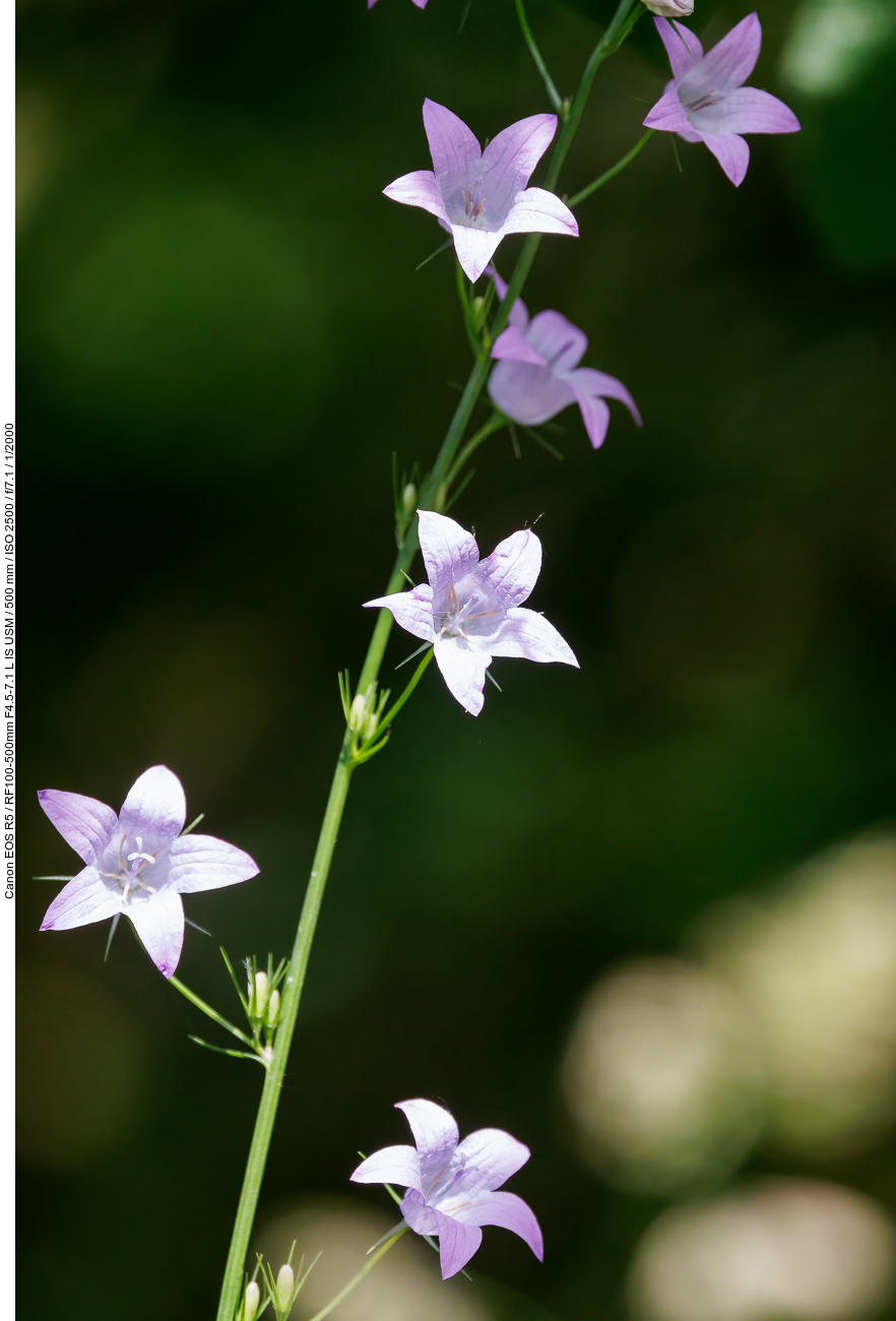 Wiesen Glockenblume [Campanula patula]