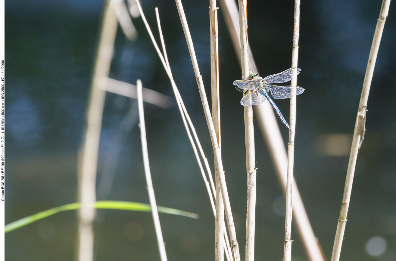 Vermutlich eine Blaugrüne Mosaikjungfer [Aeshna cyanea]