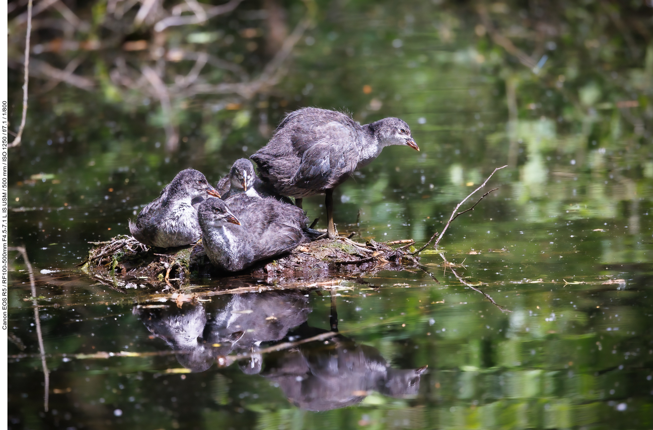 Junge Blässhühner [Fulica atra]