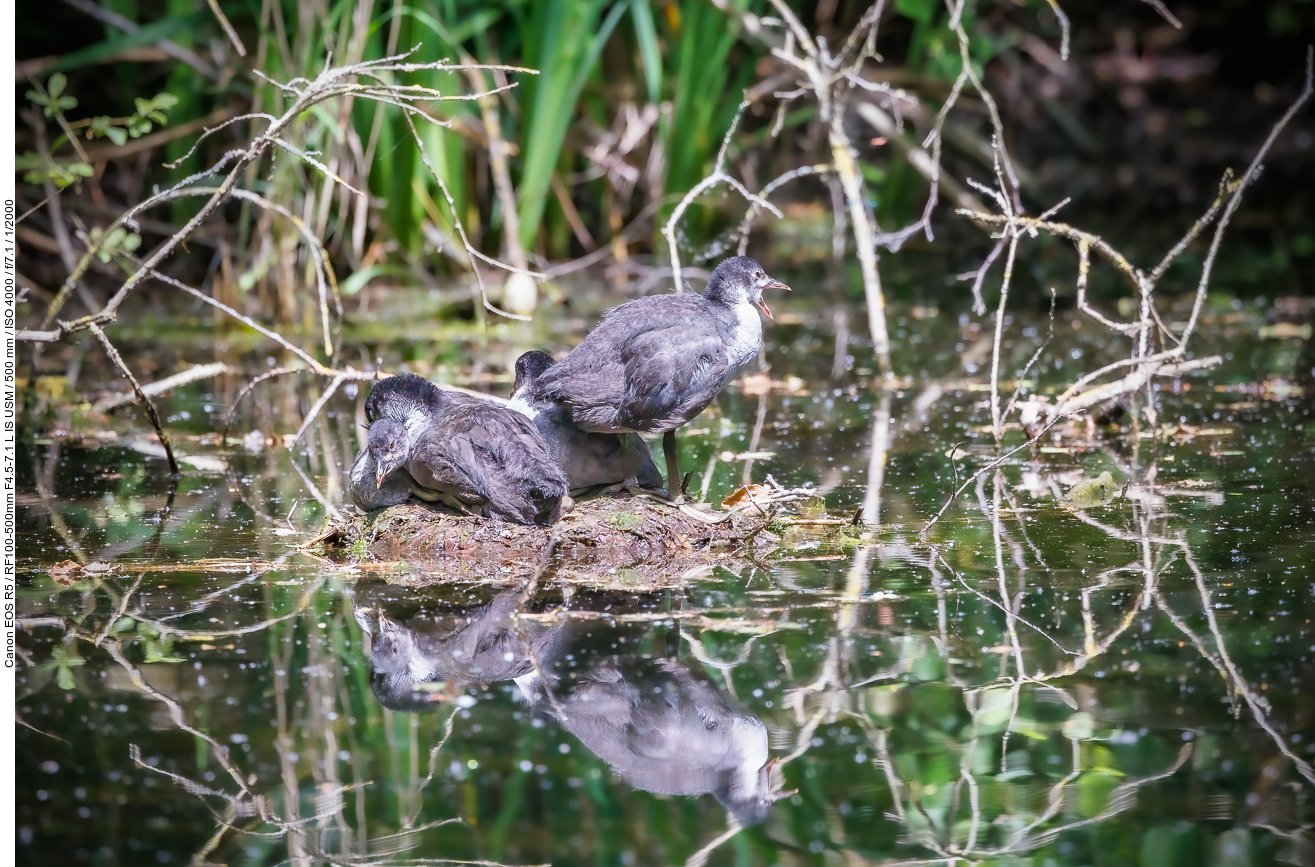 Junge Blässhühner [Fulica atra]