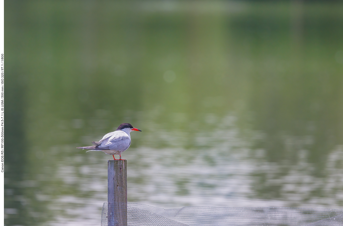 Flussseeschwalbe [Sterna hirundo]