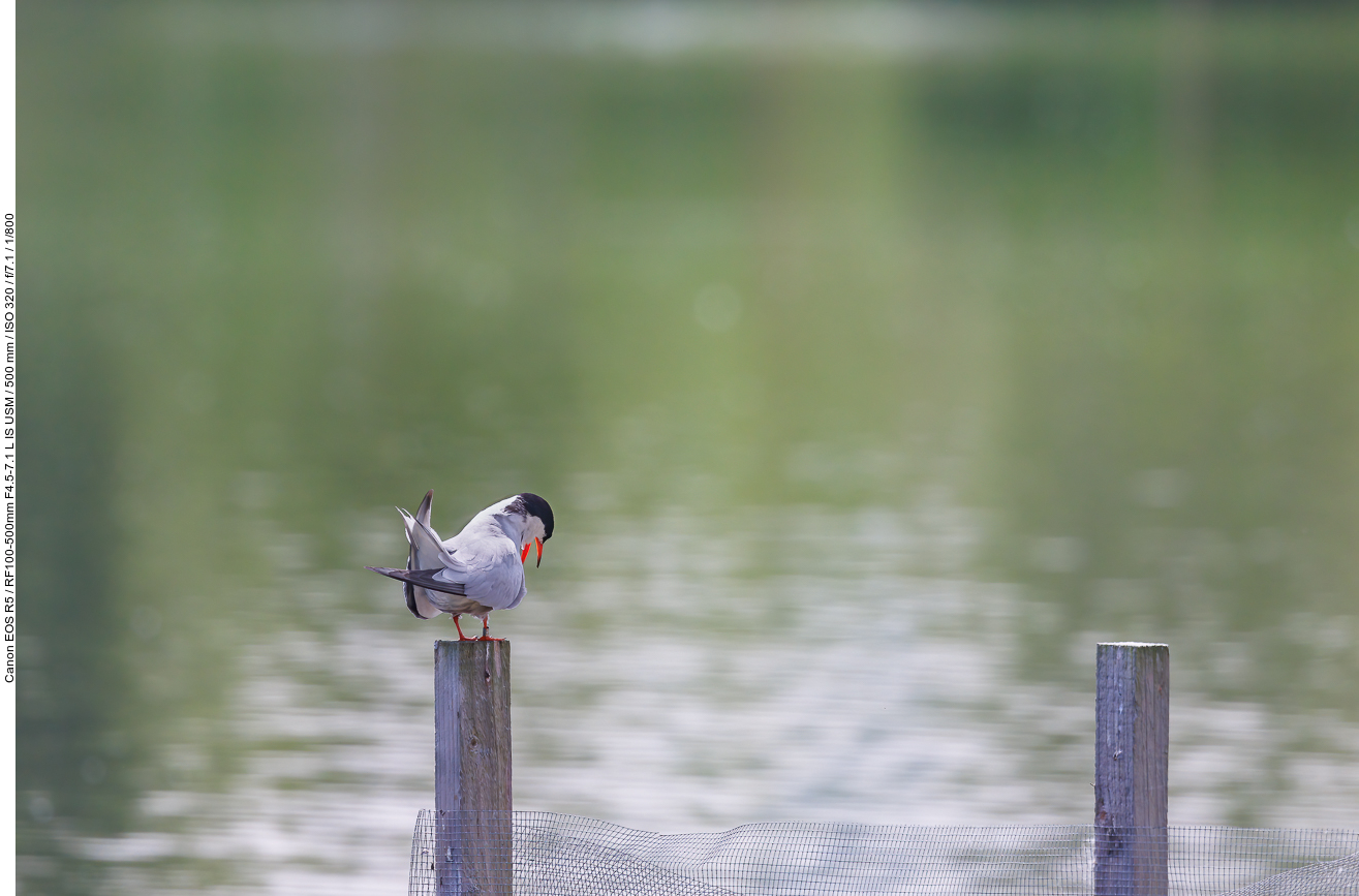 Flussseeschwalbe [Sterna hirundo]