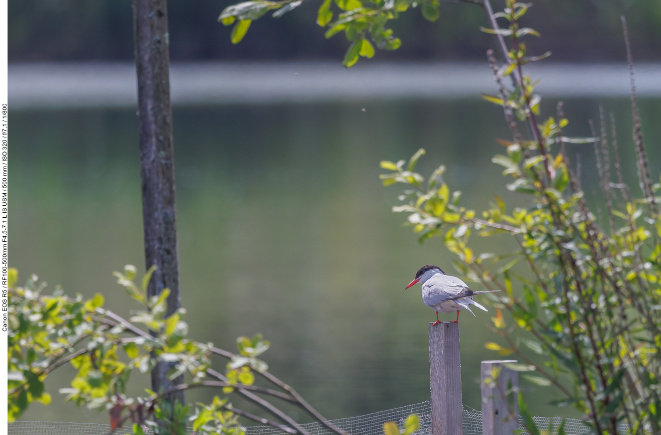 Flussseeschwalbe [Sterna hirundo]