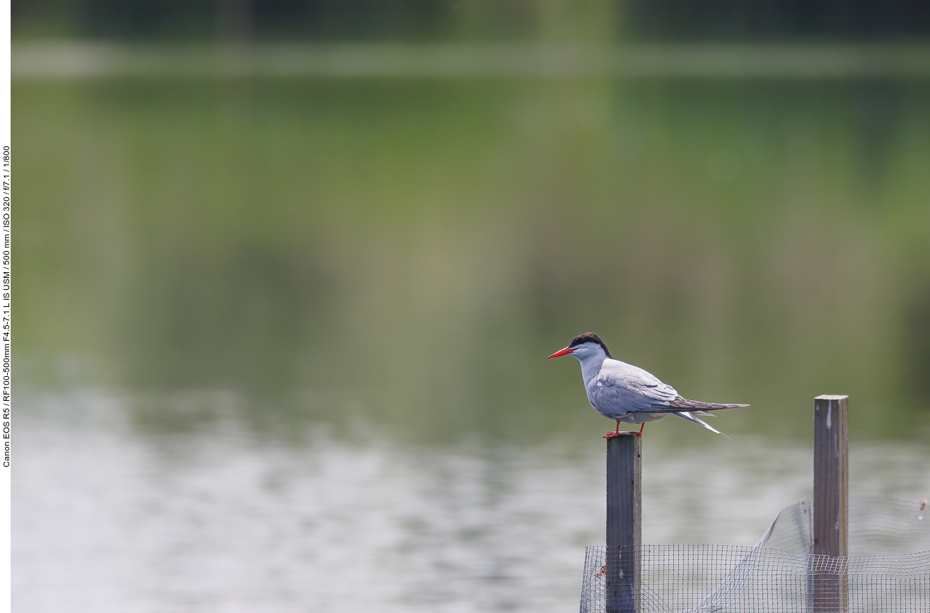 Flussseeschwalbe [Sterna hirundo]
