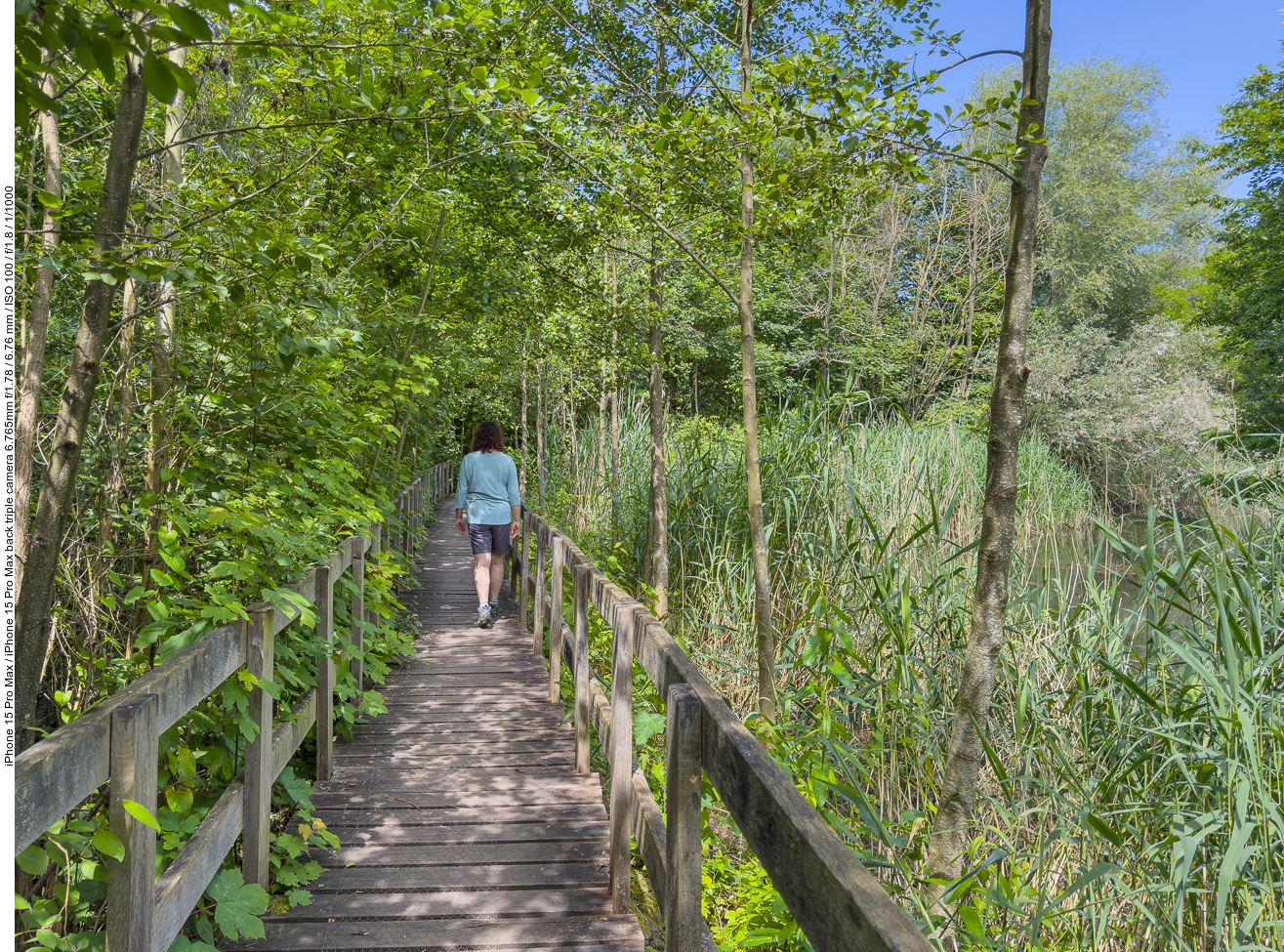 Holzweg zwischen Wald und Schilf