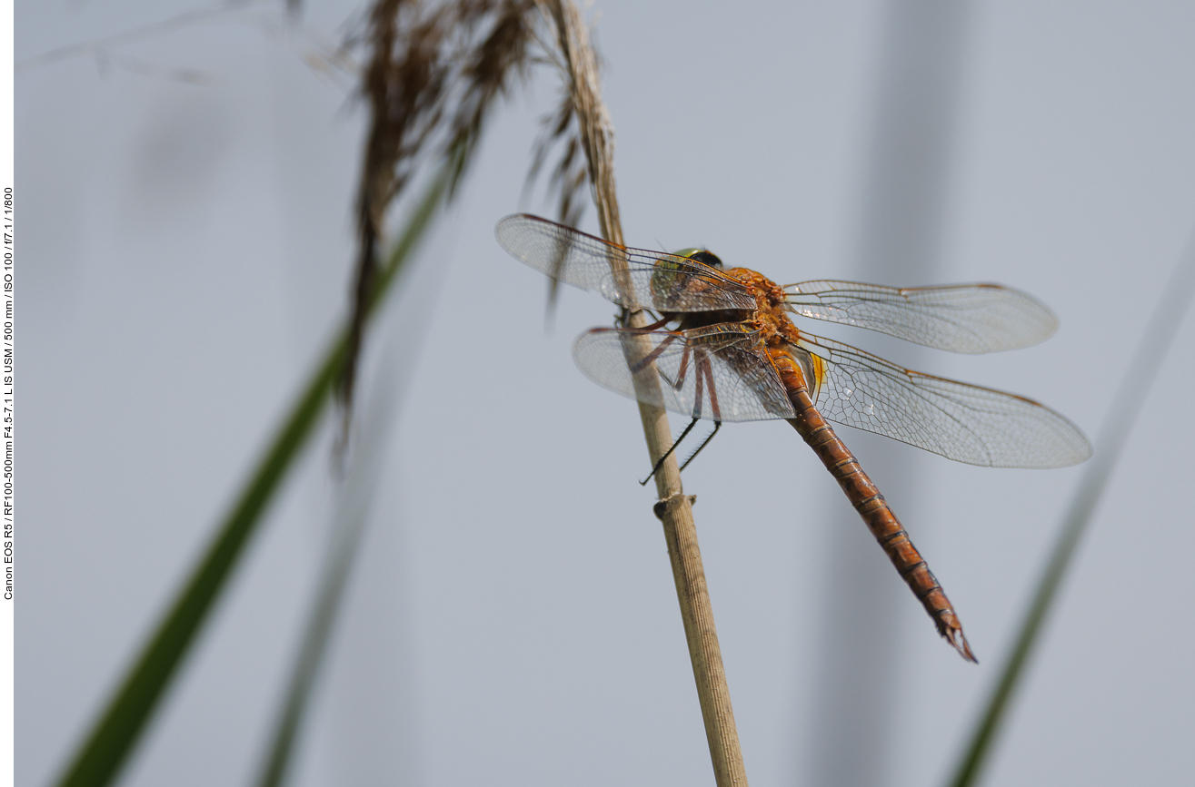 Wahrscheinlich eine Große Heidelibelle [Sympetrum striolatum]