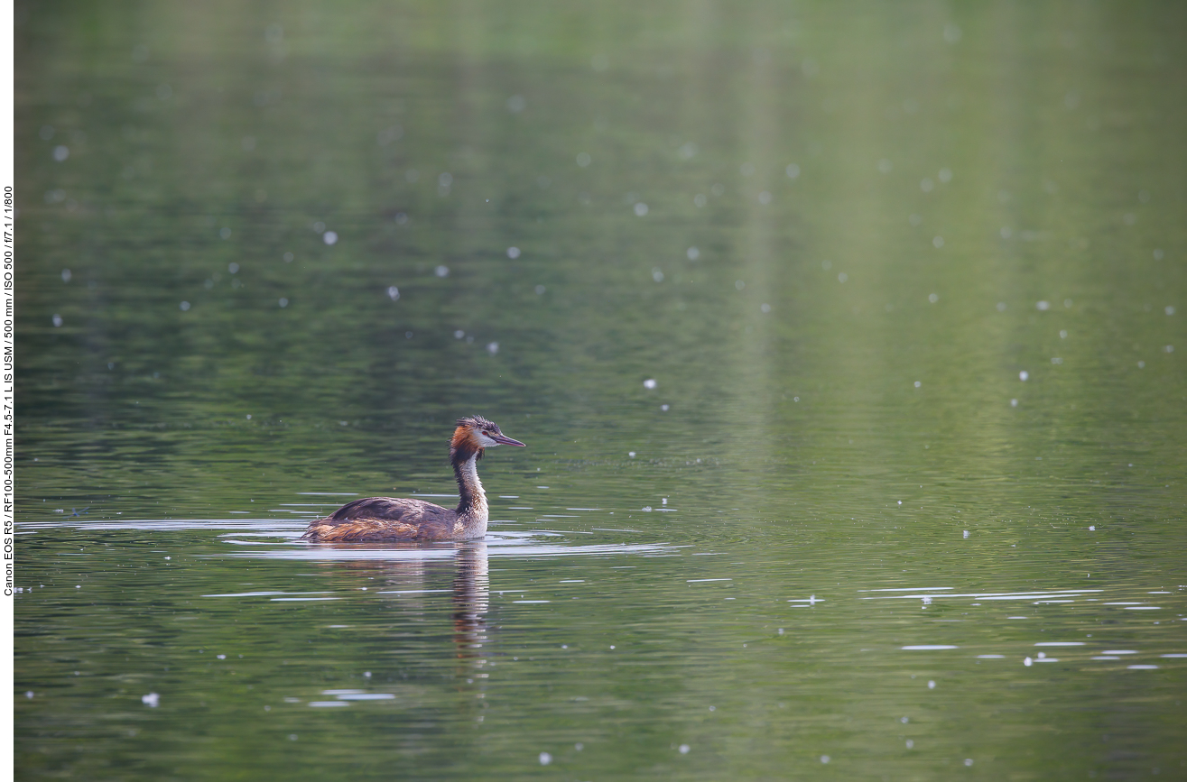 Haubentaucher [Podiceps cristatus]