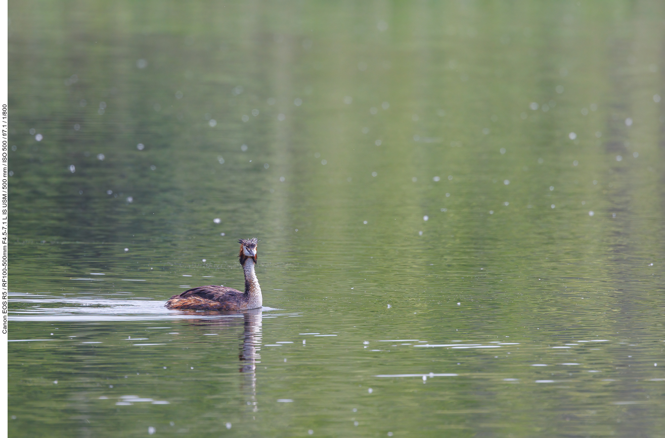 Haubentaucher [Podiceps cristatus]
