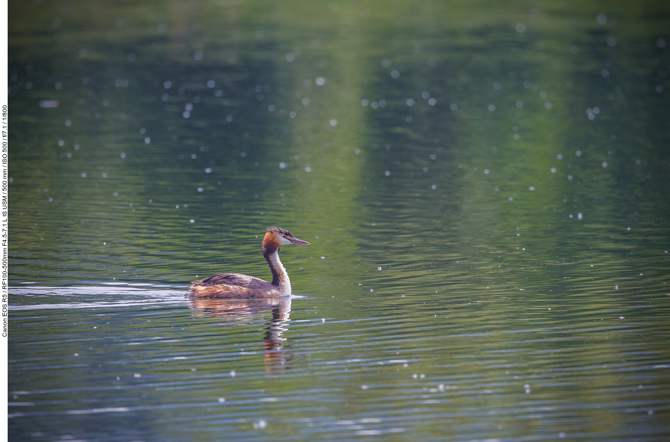 Haubentaucher [Podiceps cristatus]