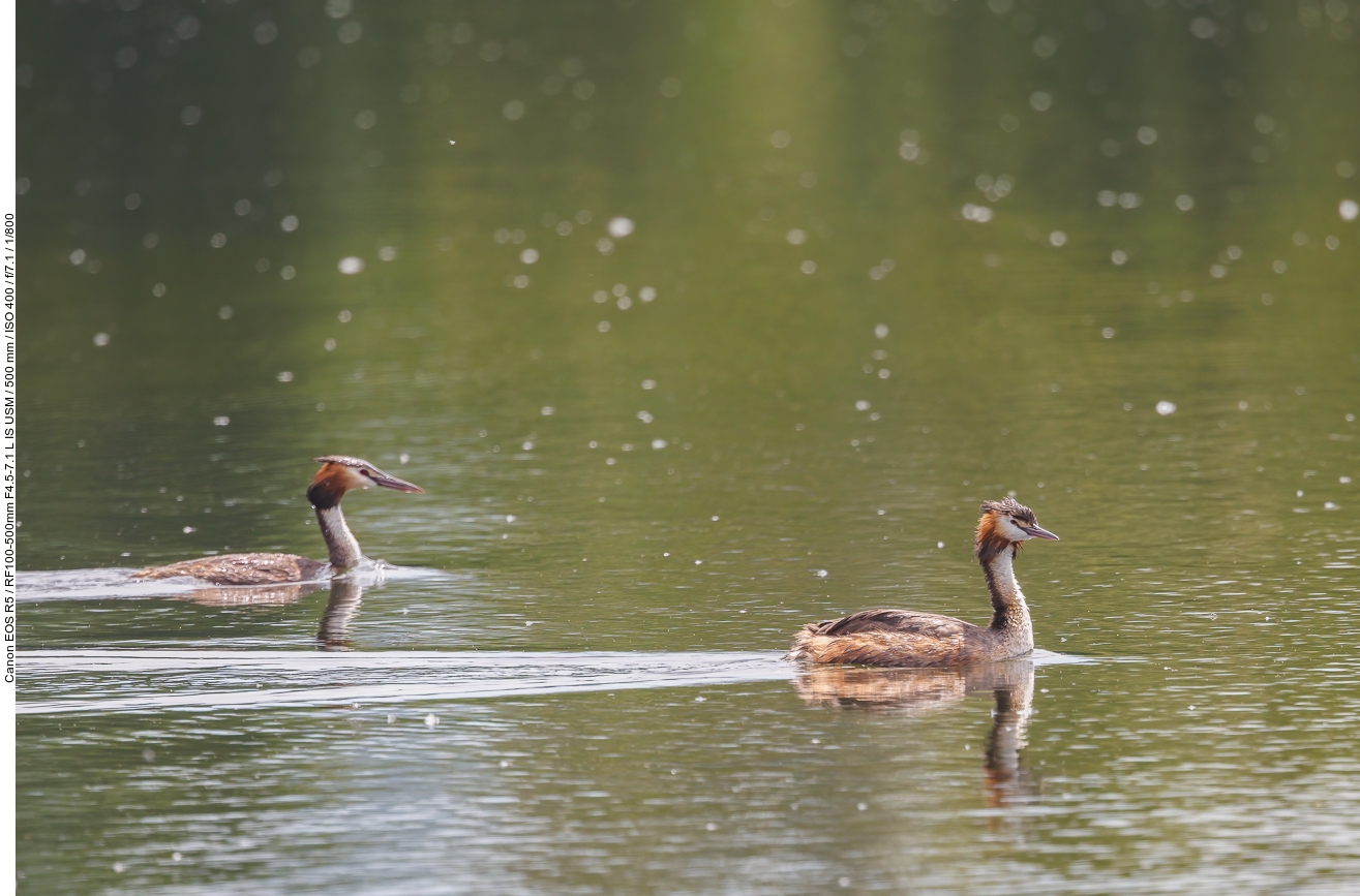 Haubentaucher [Podiceps cristatus]