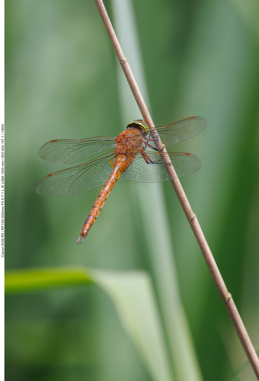 Wahrscheinlich eine Große Heidelibelle [Sympetrum striolatum]
