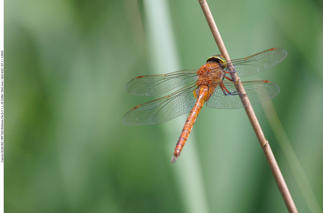 Wahrscheinlich eine Große Heidelibelle [Sympetrum striolatum]