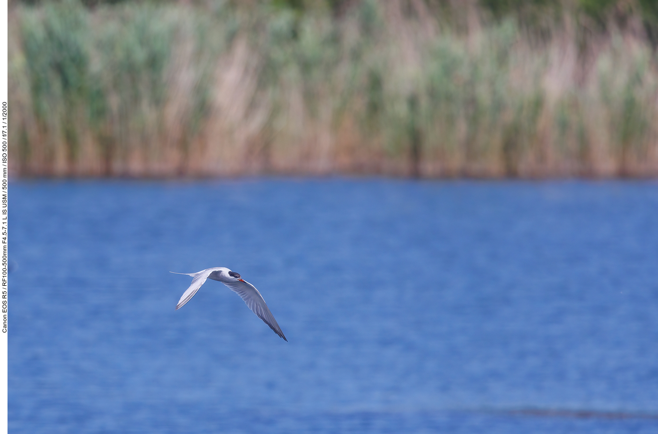 Flussseeschwalbe [Sterna hirundo]