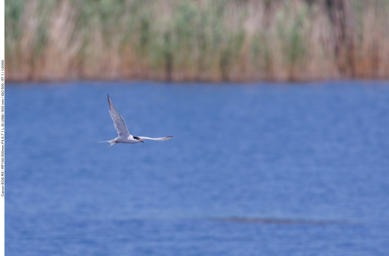 Flussseeschwalbe [Sterna hirundo]