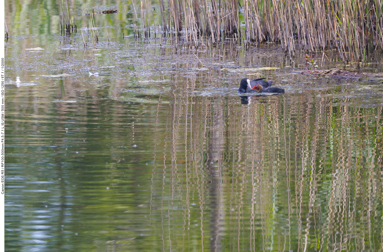 Blässhuhn mit Nachwuchs [Fulica atra]