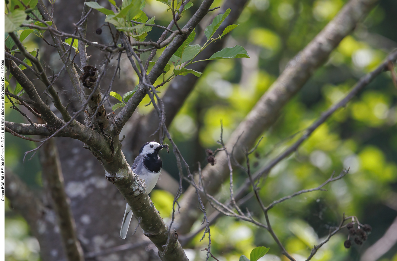 Bachstelze [Motacilla alba] mit Futter für die Nestlinge