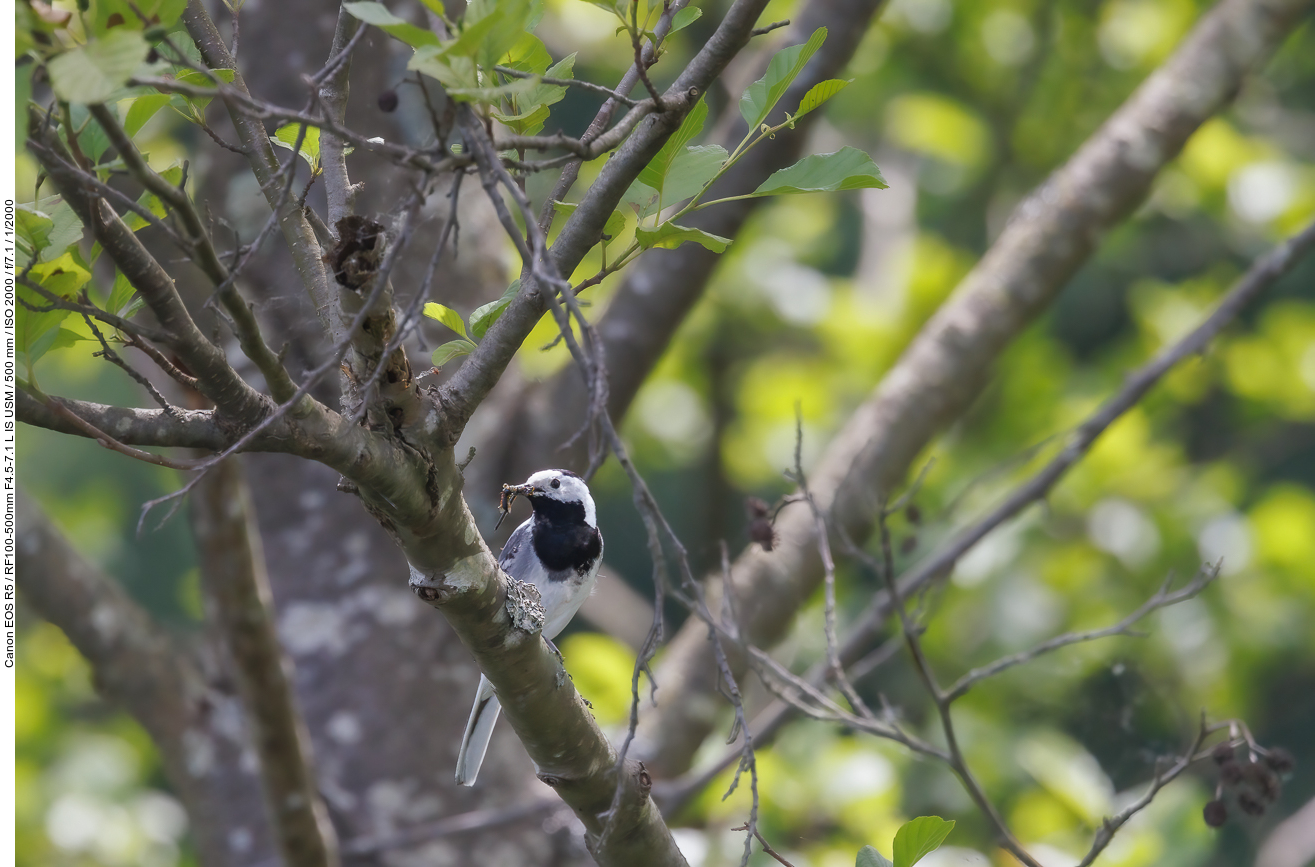 Bachstelze [Motacilla alba] mit Futter für die Nestlinge