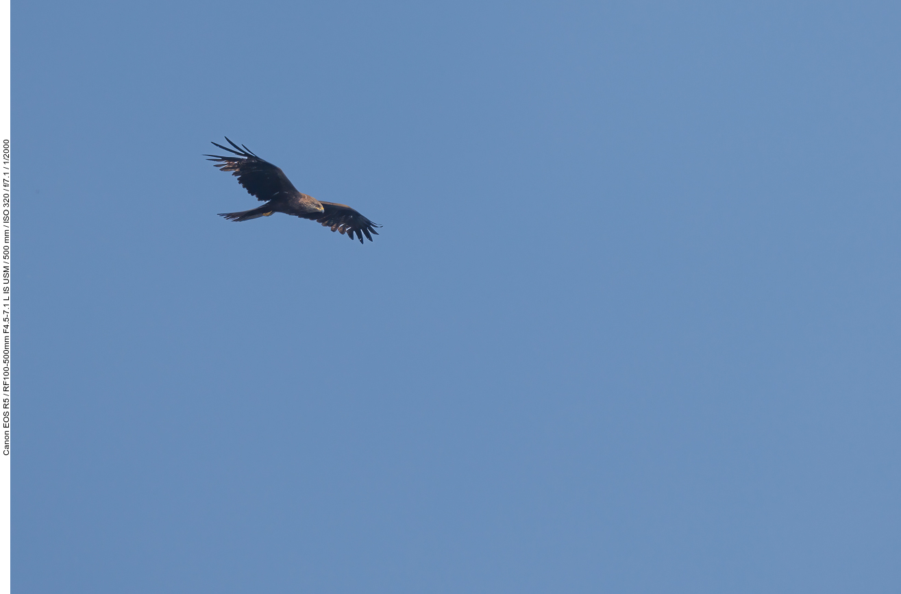 Rotmilan [Milvus milvus]