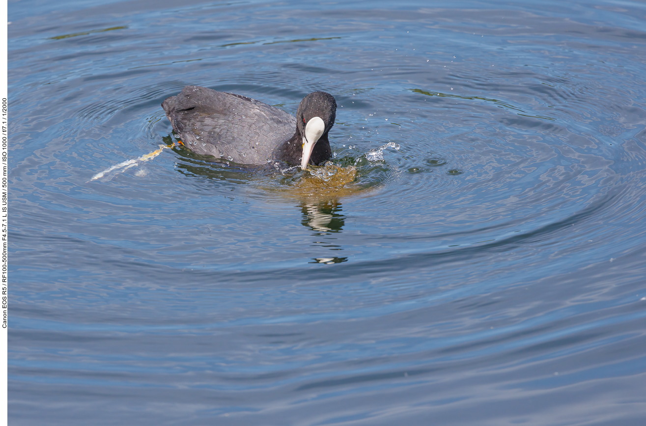 Blässhuhn [Fulica atra]