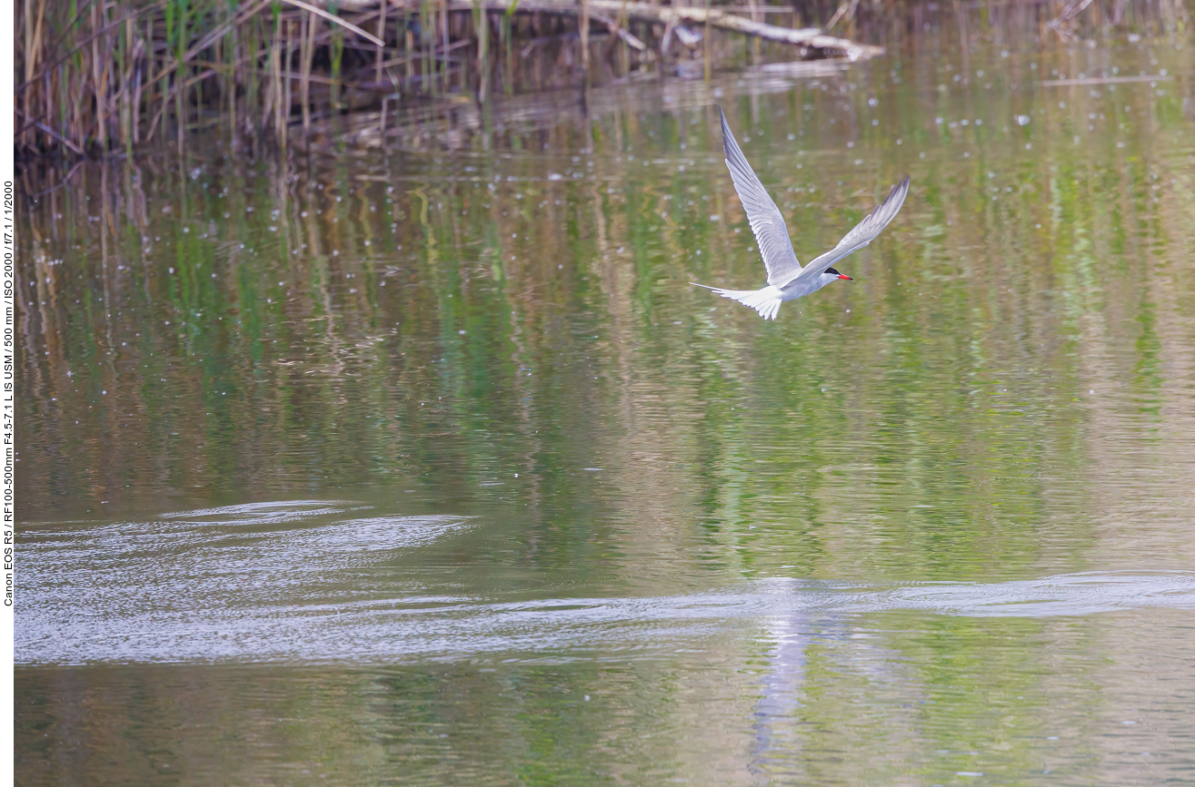 Flussseeschwalbe [Sterna hirundo]