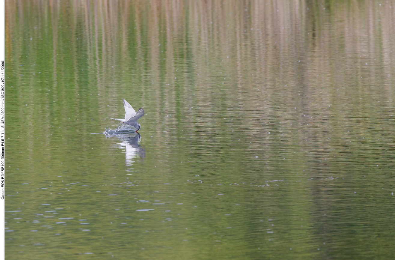 Flussseeschwalbe [Sterna hirundo] auf der Jagd nach Fisch