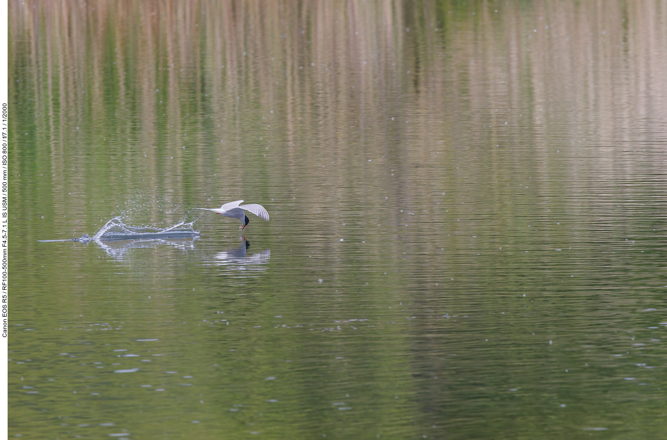 Flussseeschwalbe [Sterna hirundo] auf der Jagd nach Fisch ...